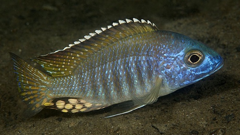 Aulonocara gertrudae 'Chiofu'